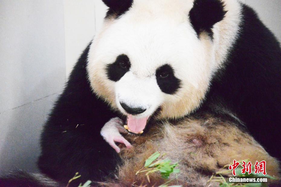 海外から戻ったパンダが出産、四川臥龍初の双子パンダが誕生