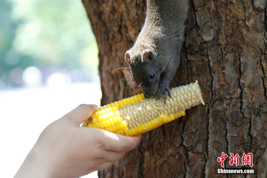 人間に慣れて、警戒することなくエサを食べる野生のリス　浙江省