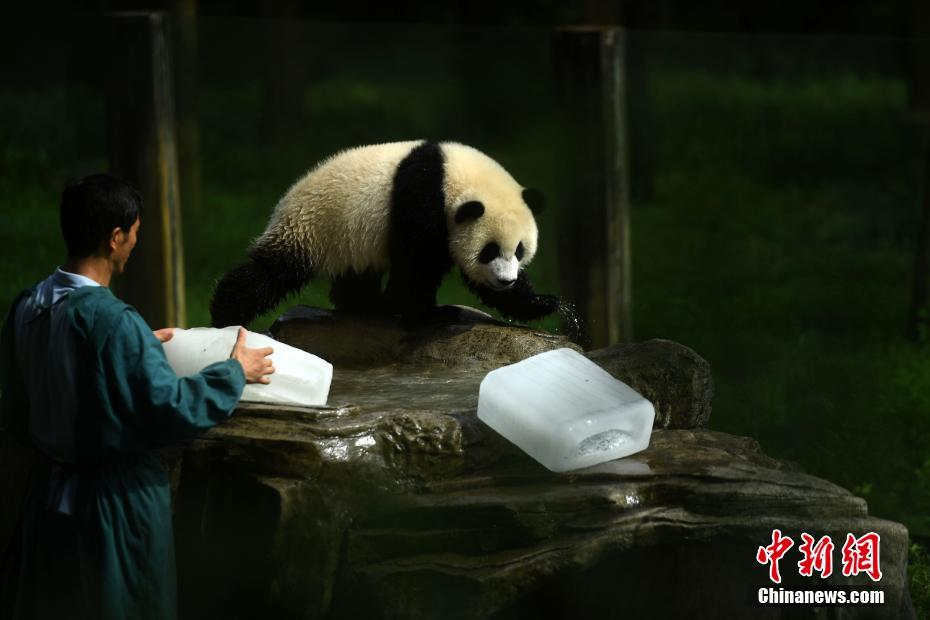 暑さ対策にパンダに氷の塊をプレゼント　重慶市
