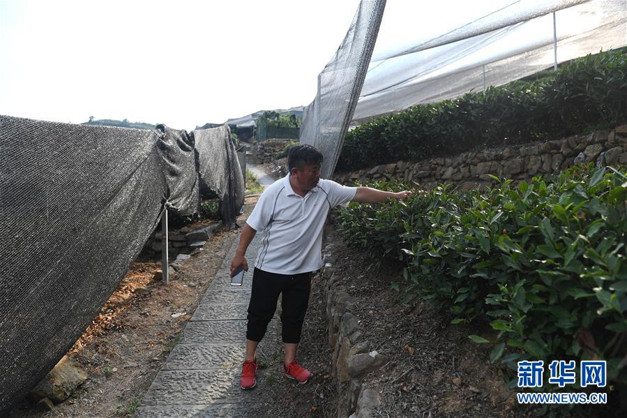 連日の猛暑による干ばつで、龍井茶園で日除けの網を設置　浙江省