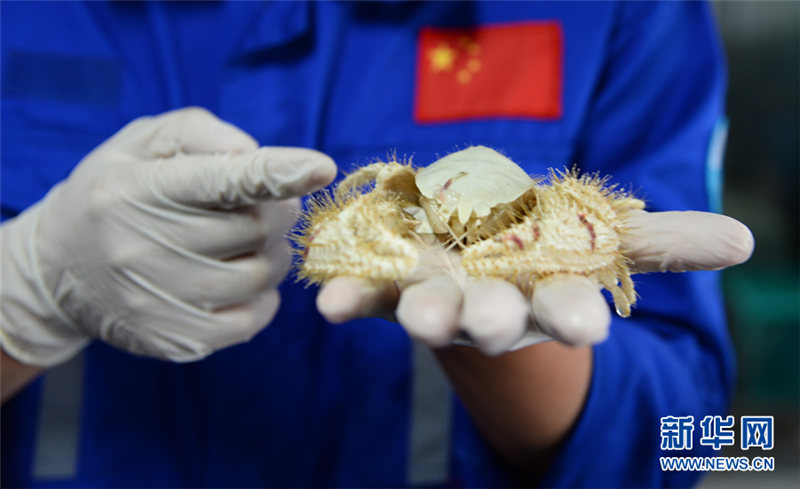 無人潜水艇「発現号」、南中国海の海底生物を収集