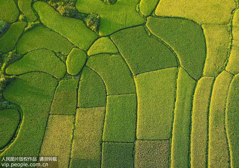 収穫に向け、黄緑色のパレットのような色合いの稲田　広西チワン族自治区