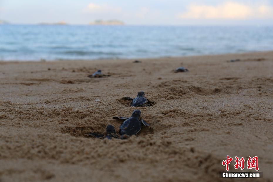 中国で初めて人工繁殖のウミガメ孵化　広東省