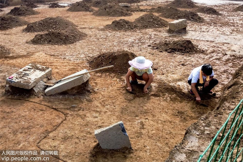 劉荘遺跡の発掘調査再開　劉荘墓地の全貌がほぼ明らかに