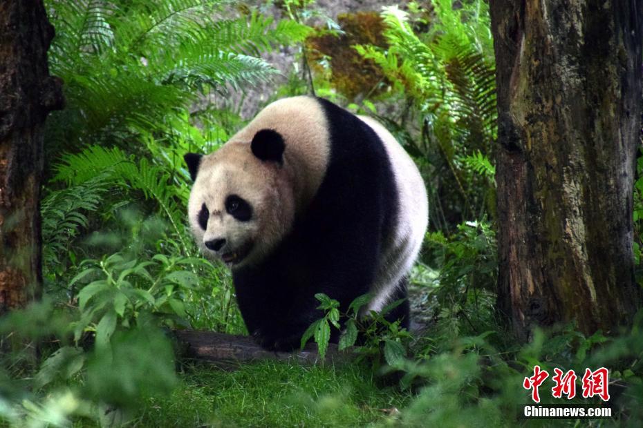 世界初の野生化パンダ「草草」が巨大児を出産