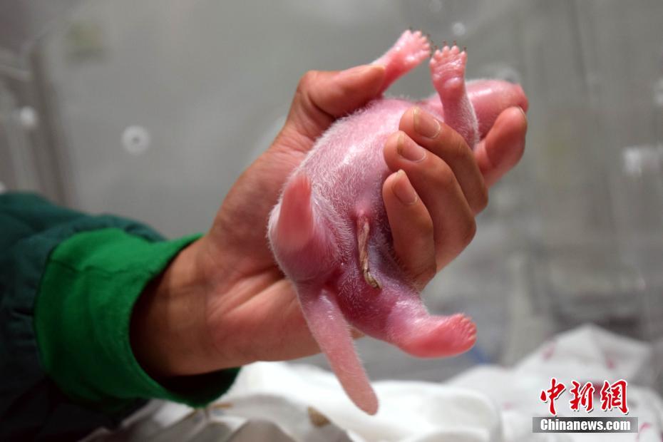 世界初の野生化パンダ「草草」が巨大児を出産