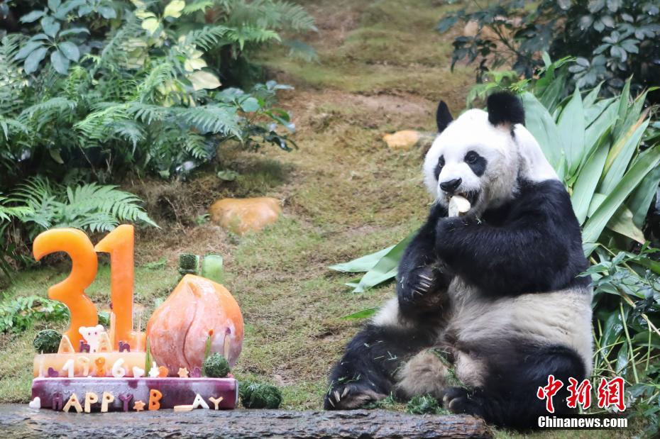 香港海洋公園、3頭のパンダのためにバースデーパーティー開催