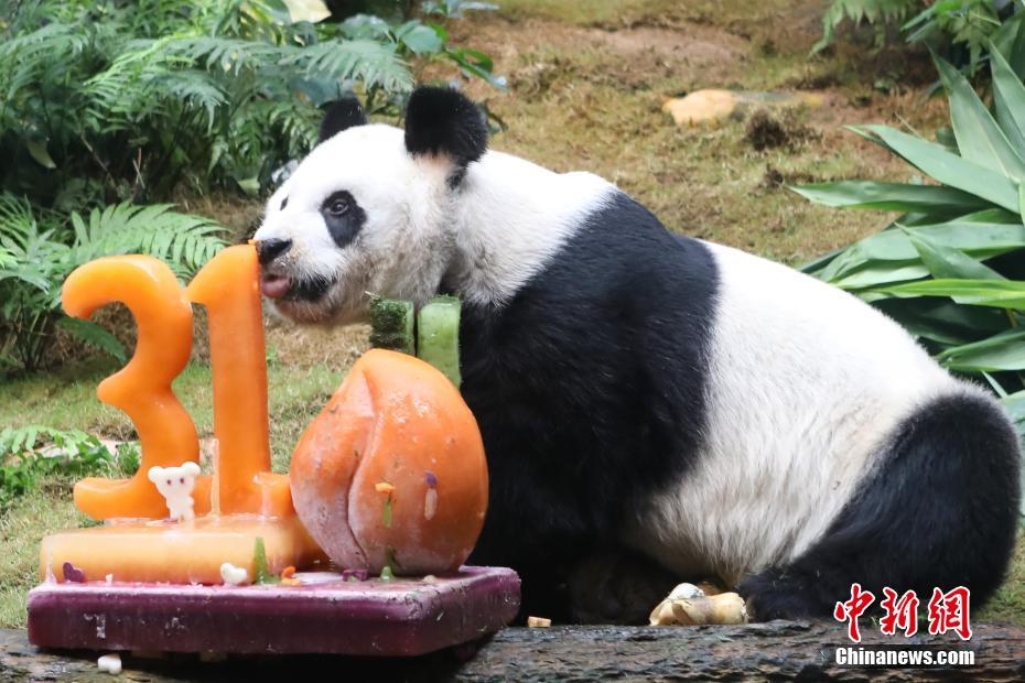 香港海洋公園、3頭のパンダのためにバースデーパーティー開催