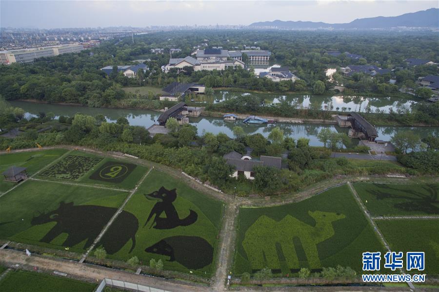 湿地の近くに動物キャラクターを描いた田んぼアート登場　杭州市