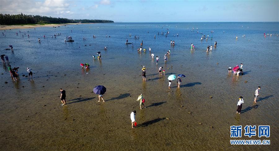 貝を拾い、カニを捕まえる潮干狩り体験　海南省