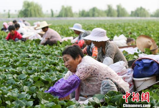 高温の中、菱角を収穫する農民　一日で約200キロ収穫　江蘇省