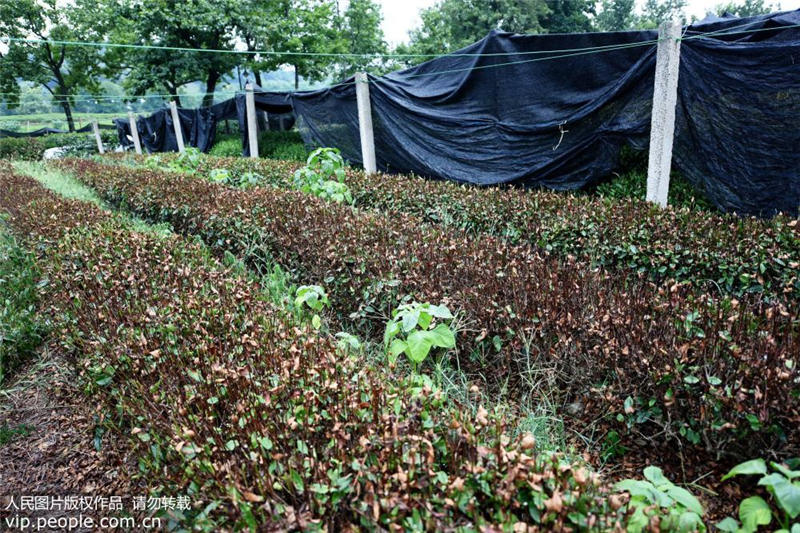 立秋を迎えても続く酷暑　西湖龍井の茶葉が影響受ける　浙江省