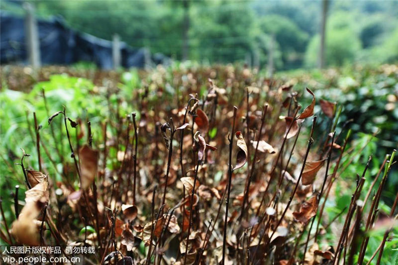 立秋を迎えても続く酷暑　西湖龍井の茶葉が影響受ける　浙江省