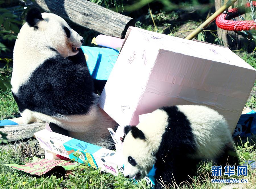双子のパンダ「福伴」と「福鳳」、1歳の誕生日を迎える　オーストリア