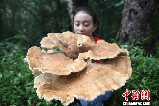 周の長さ1.8メートルの巨大キノコが発見される　雲南省