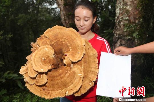 周の長さ1.8メートルの巨大キノコが発見される　雲南省
