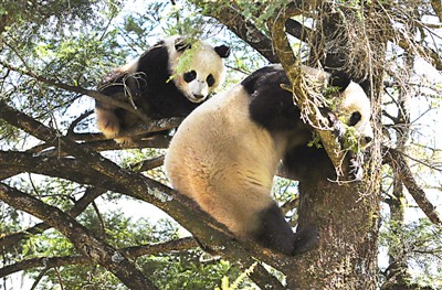ジャイアントパンダ国家公園の設立が認可　中国