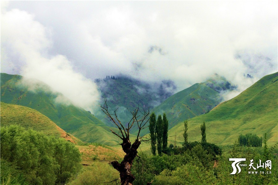 雨上がりのキュネス県坎蘇溝に広がる雲霧がまるで仙境　新疆