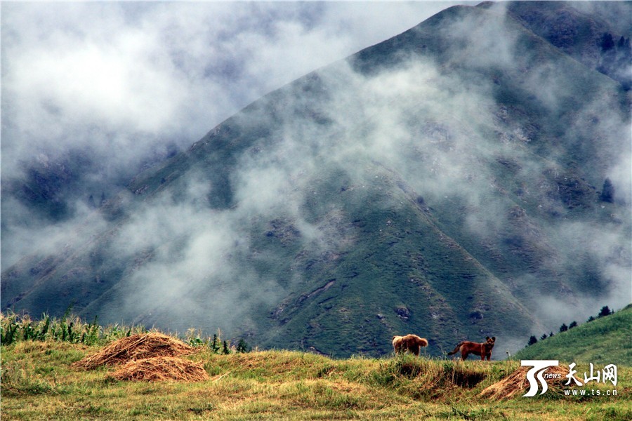 雨上がりのキュネス県坎蘇溝に広がる雲霧がまるで仙境　新疆