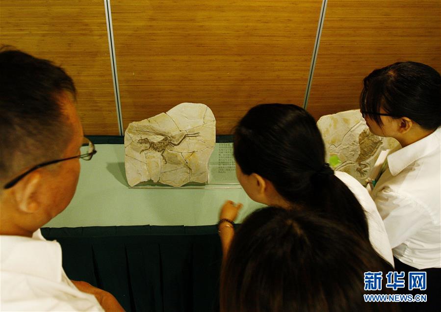 上海自然博物館、10個の古生物化石が寄贈