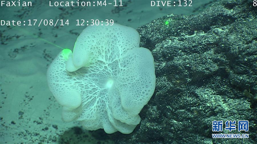 遠隔操作無人潜水艇「発現号」、深海生物を撮影
