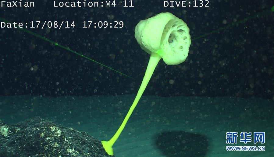遠隔操作無人潜水艇「発現号」、深海生物を撮影