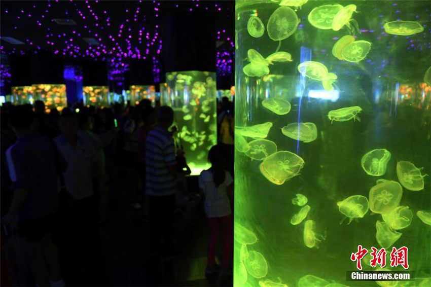 5千匹以上のクラゲを用いた幻想的なクラゲ展示　長春市