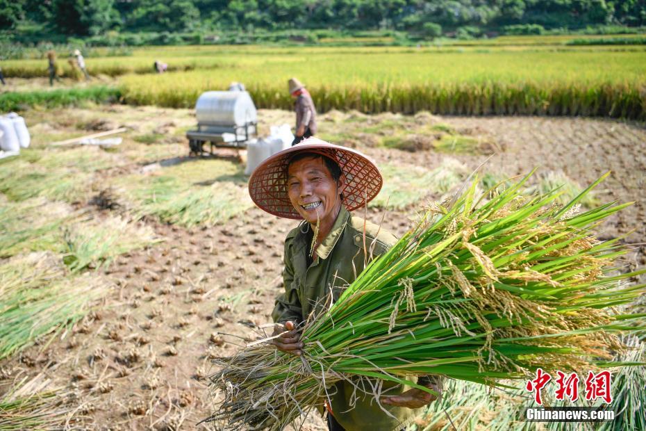 まるで絵に描いたよう！田んぼの稲が収穫期を迎える 雲南省 