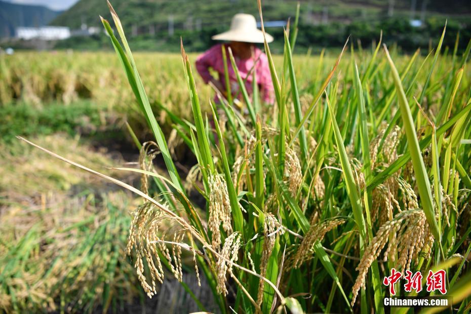 まるで絵に描いたよう！田んぼの稲が収穫期を迎える 雲南省 