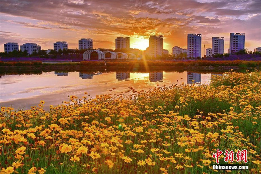 秋の夕日に照らされる金昌市の花畑が美しい　甘粛省