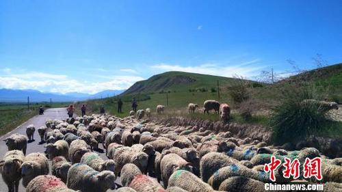 秋の粛南草原を駆ける馬やのんびり移動する羊の群れ　甘粛省