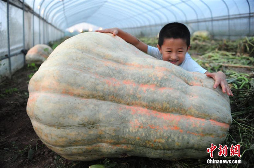 見たことないほどのビッグサイズ　 280キロのカボチャが収穫される　安徽省