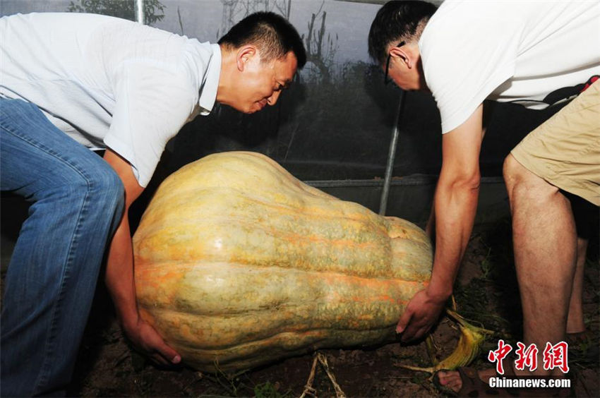 見たことないほどのビッグサイズ　 280キロのカボチャが収穫される　安徽省
