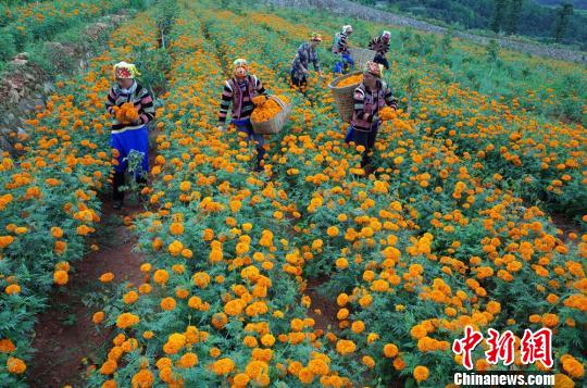 収穫や運送作業に勤しむ村民たち 四川省の村でセンジュギクが豊作に