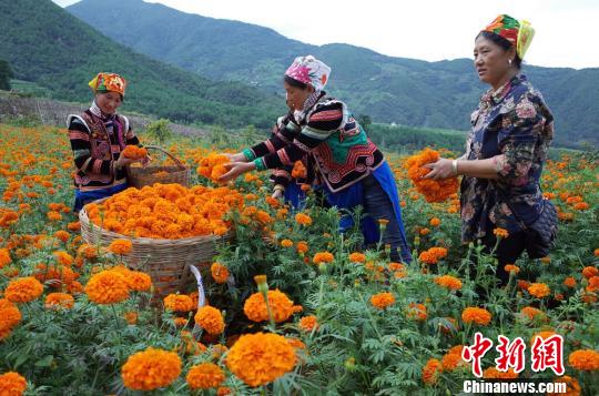 収穫や運送作業に勤しむ村民たち 四川省の村でセンジュギクが豊作に