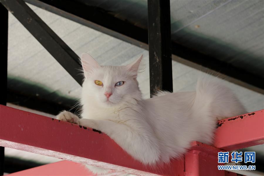 地元住民に愛されるトルコのヴァン猫 異彩放つオッドアイ持つ猫も