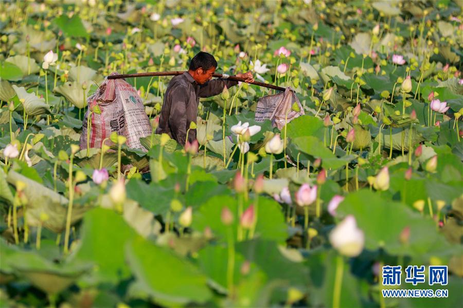 処暑迎え、ハスの花托の収穫に追われる農家の人々　江蘇省