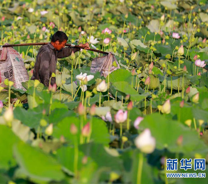 処暑迎え、ハスの花托の収穫に追われる農家の人々　江蘇省