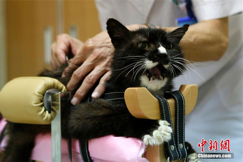 動物病院がペット向け中医治療サービス導入へ　北京市