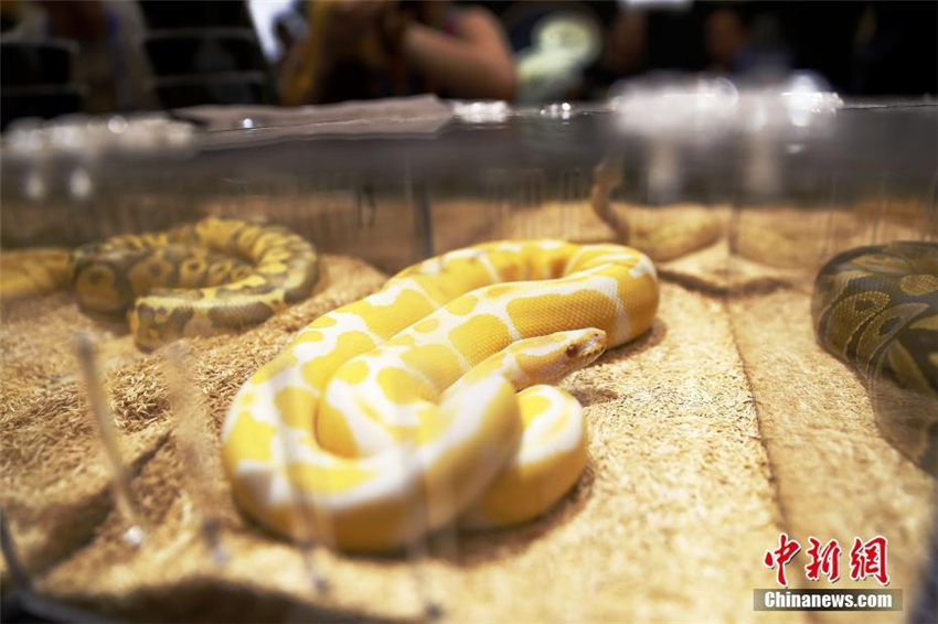 ヘビ、クモ、トカゲなどの個性派ぞろいのペットフェア　上海市