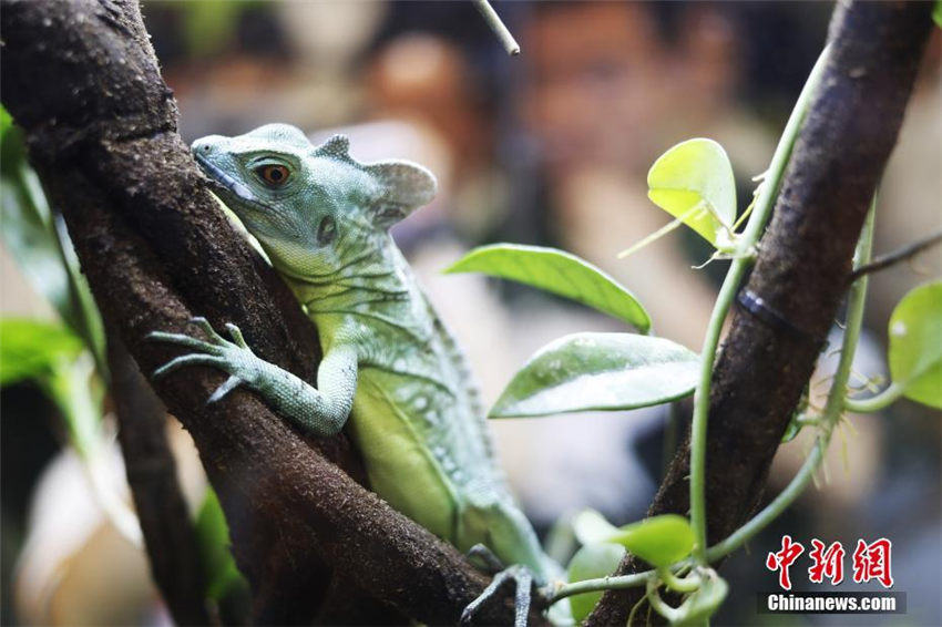 ヘビ、クモ、トカゲなどの個性派ぞろいのペットフェア　上海市