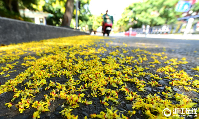 秋の気配感じさせる杭州　モクゲンジの花で道路を一面の黄金色に