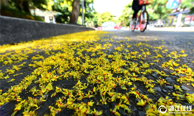 秋の気配感じさせる杭州　モクゲンジの花で道路を一面の黄金色に