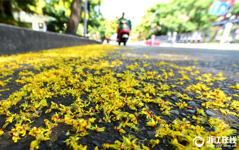 秋の気配感じさせる杭州　モクゲンジの花で道路を一面の黄金色に