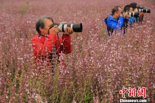 昭蘇高原のクラリセージが開花シーズン迎え、紫一色に　新疆