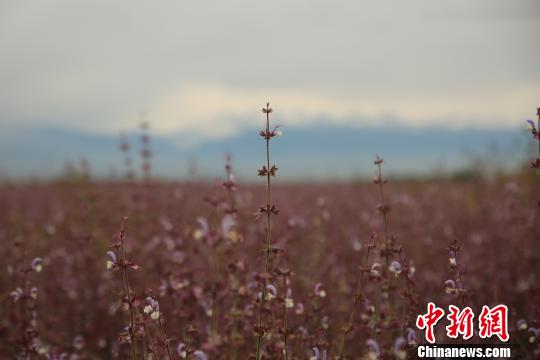 昭蘇高原のクラリセージが開花シーズン迎え、紫一色に　新疆