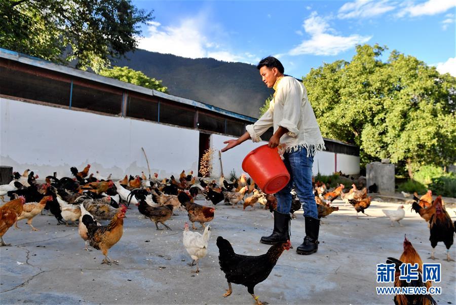 養鶏場や果樹栽培の発展で物々交換の歴史に幕下したチベットの村