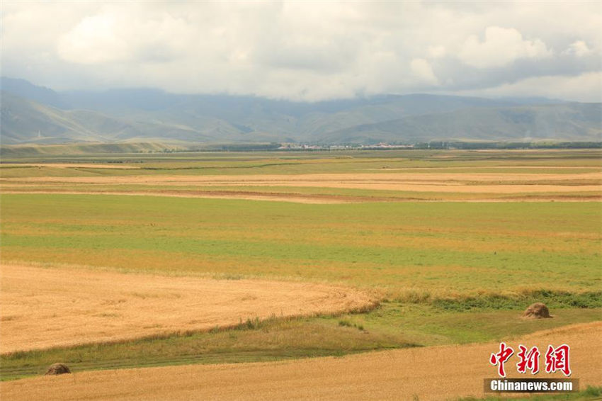 昭蘇高原に広がる春小麦が実りの時期に　新疆