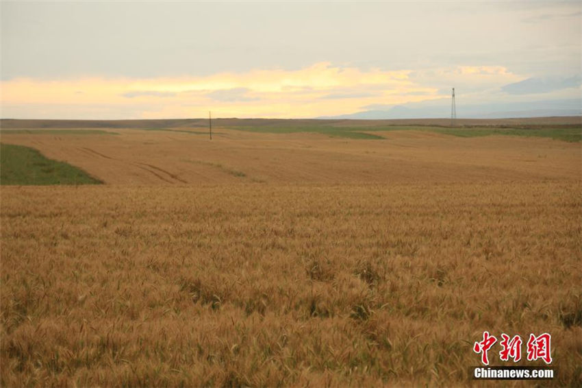昭蘇高原に広がる春小麦が実りの時期に　新疆