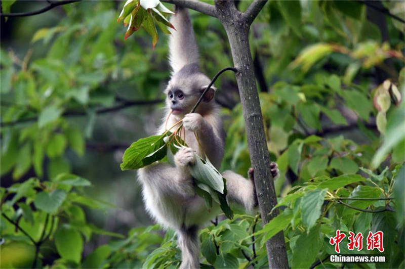 シャングリラ雲南キンシコウ国家公園を訪ねる　雲南省